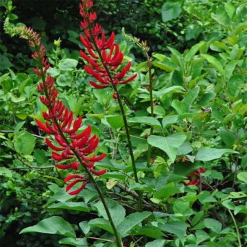 Erythrina bidwillii - Coralito