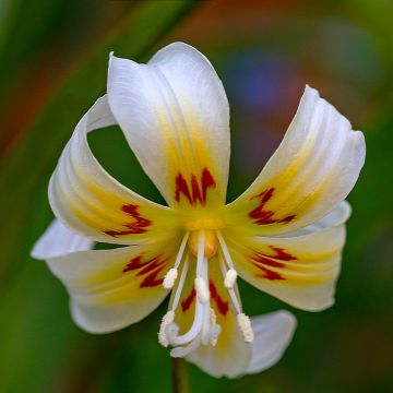 Erythronium tuolumnense White Beauty