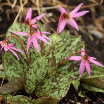 Erythronium dens canis Purple King - Diente de perro