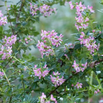 Escallonia Apple Blossom