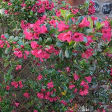 Escallonia Dart's Rosy Red