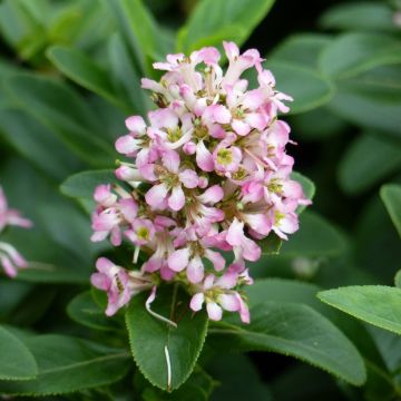 Escallonia laevis Pink Elle Lades