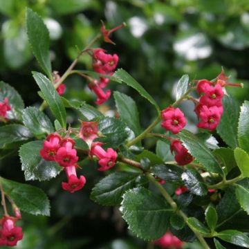 Escallonia rubra var. macrantha Crimson Spire