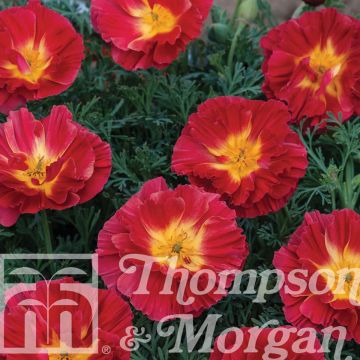 Eschscholzia californica Cherry Swirl - Amapola de California