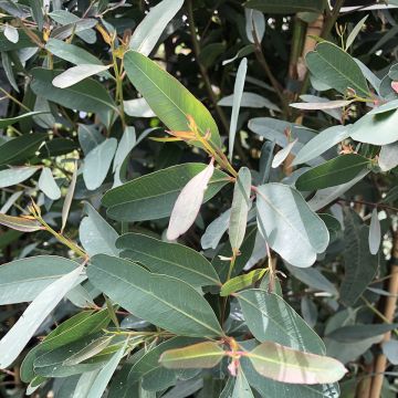 Eucalyptus camaldulensis Rostrata - Eucalipto rojo