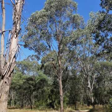 Eucalyptus camphora subsp camphora - Eucalipto camforero