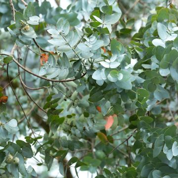 Eucalyptus cinerea - Eucalipto plateado