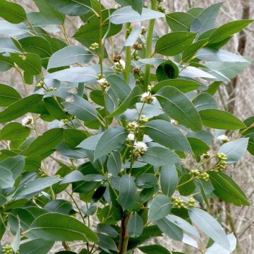 Eucalyptus kitsoniana