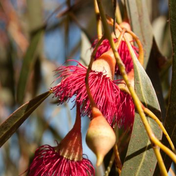 Eucalyptus leucoxylon Rosea