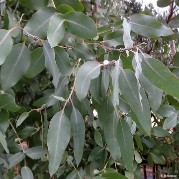 Eucalyptus neglecta - Eucalipto descuidado