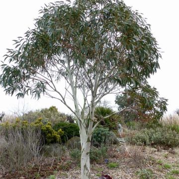 Eucalyptus pauciflora subsp. niphophila - Eucalipto de las nieves