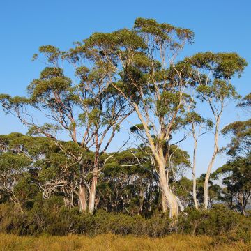 Eucalyptus nitida - Eucalipto pulido