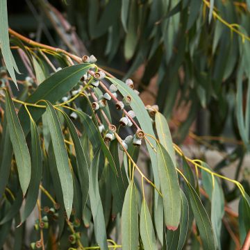 Eucalyptus perriniana