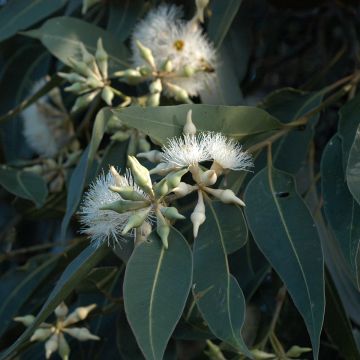 Eucalyptus robusta