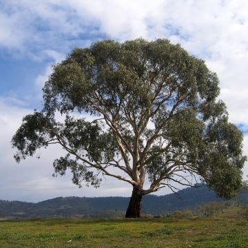 Eucalyptus rubida - Eucalipto rojizo