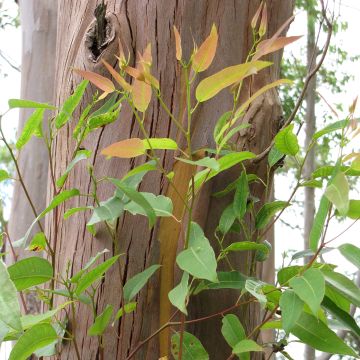 Eucalyptus saligna - Eucalipto de hoja de sauce