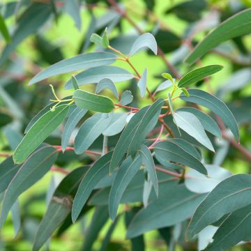 Eucalyptus saxatilis