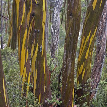 Eucalyptus subcrenulata