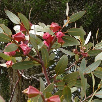 Eucalyptus tetraptera