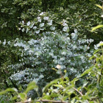 Eucalyptus urnigera f.glaucus