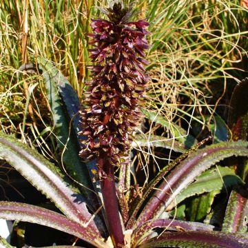 Eucomis wandermerwei Freckles - Lirio de piña