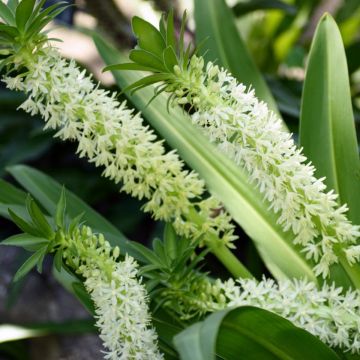 Eucomis Playa Blanca - Flor de la piña