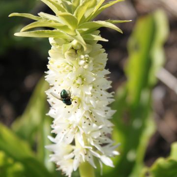 Eucomis autumnalis - Pinocho de otoño