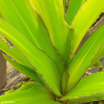 Eucomis comosa Can Can - Flor de la piña, Lirio de la piña