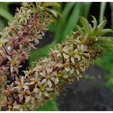 Eucomis pallidiflora subsp. pole-evansii - Flor de la piña