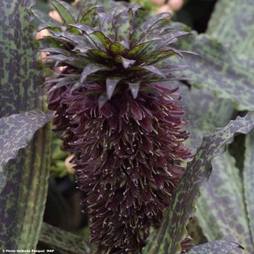 Eucomis vandermerwei Octopus - Lirio de piña