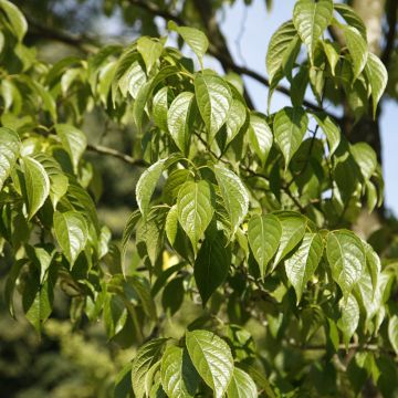 Eucommia ulmoides - árbol de la gutapercha