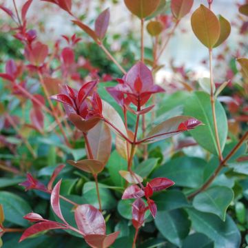 Eugenia uniflora Etna Fire - Pitanga