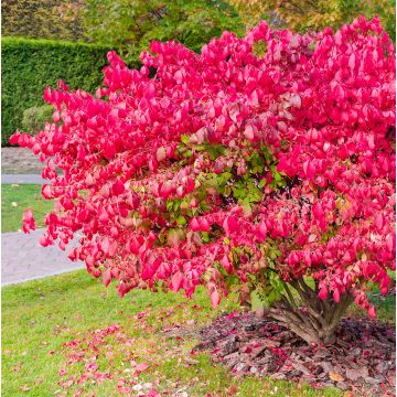 Euonymus alatus Ciliatodentatus - Evónimo alado