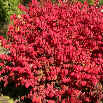 Euonymus alatus Fire Ball - Evónimo alado