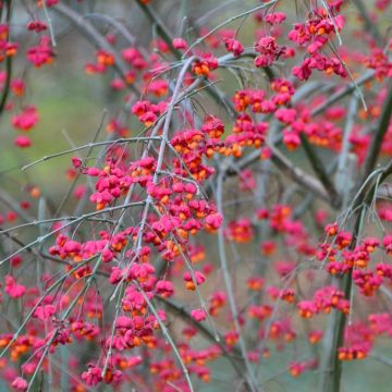 Euonymus europaeus - Boj