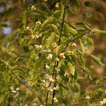 Euonymus europaeus Albus - Boj