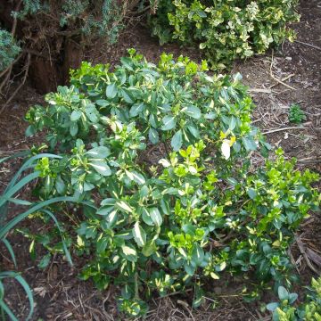 Huso de la fortuna Blondy - Euonymus fortunei