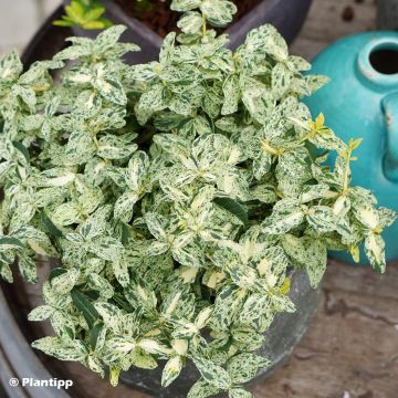 Huso de la fortuna Golden Harlequin- Euonymus fortunei