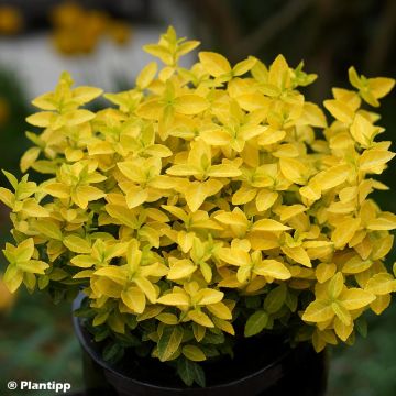 Huso de la fortuna Goldy- Euonymus fortunei