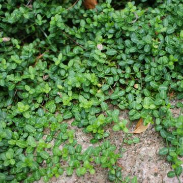 Huso de la fortuna Minimus- Euonymus fortunei