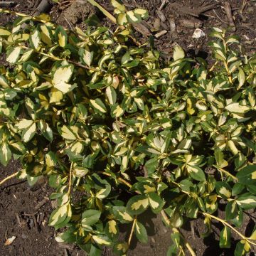 Huso de la fortuna Sunspot- Euonymus fortunei