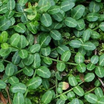 Huso de la fortuna Tustin- Euonymus fortunei