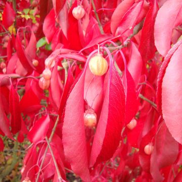 Euonymus grandiflorus Red Wine - Evónimo