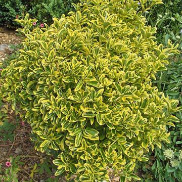 Evónimo Aureomarginatus - Euonymus japonicus