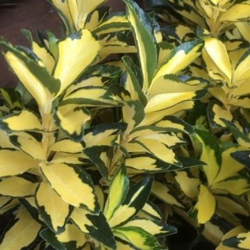 Evónimo Exstase Goldbolwi - Euonymus japonicus