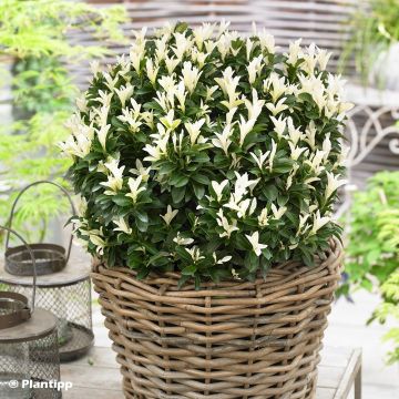 Evónimo Paloma Blanca - Euonymus japonicus