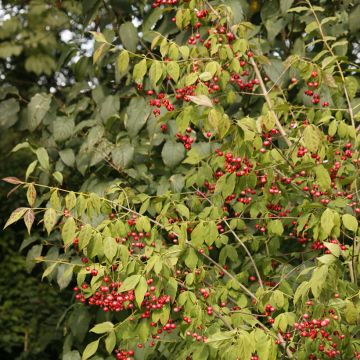 Euonymus oxyphyllus - Evónimo