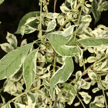 Euonymus phellomanus Silver Surprise - Evónimo