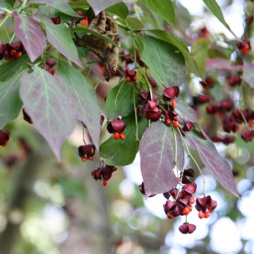 Euonymus planipes - Evónimo