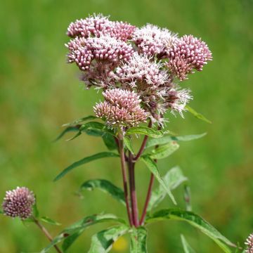 Eupatorium canabinum Plenum